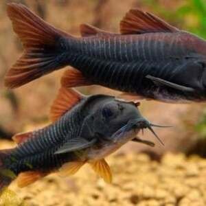 CORYDORAS AENEUS BLACK VENEZUELA 2-2,5