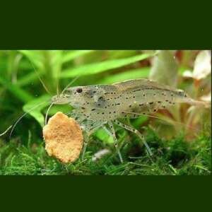 CARIDINA JAPONICA 1.5-2 breeding form