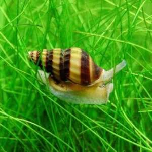 CLEA/ANENTOME HELENA Canibal Snail 1,5