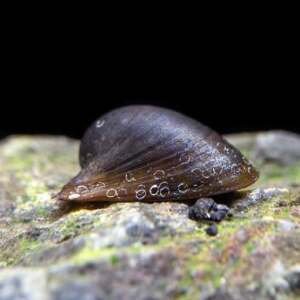 NERITINA BATMAN SNAIL 1,5