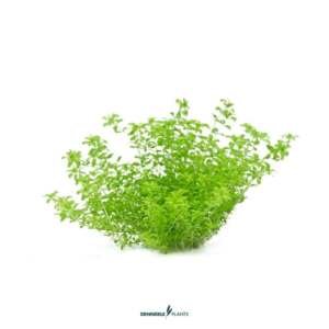 Hemianthus glomeratus - medium Categ.