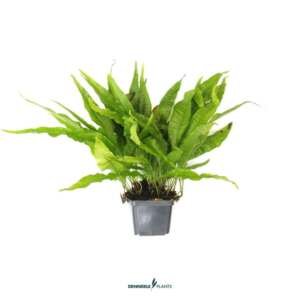 Microsorum Pteropust XXL -easy Categ. 