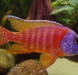 AULONOCARA RUBIN RED 4-5