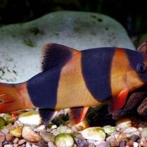 BOTIA MACRACANTHUS 3,5-4 (breeding form)