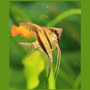 PTEROPHYLLUM PERU ALTUM 5 - 6