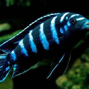 PSEUDOTROPHEUS DEMASONI 4-5