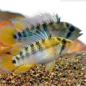 APISTOGRAMMA BAENSCHI-INCA 3-3,5