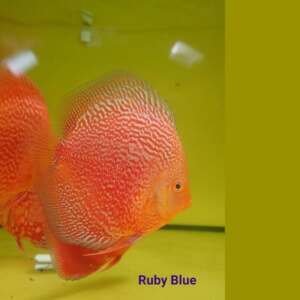 DISCUS RED STARDUST 7-8 cm