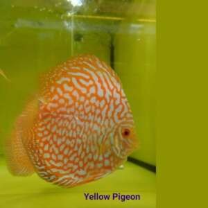 Discus Yellow Pigeon 7-8cm