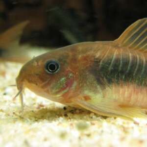CORYDORAS AENEUS XL