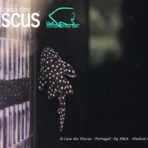 Baryancistrus sp. LDA33 md