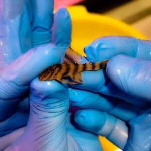 Panaquolus sp. L306 sm