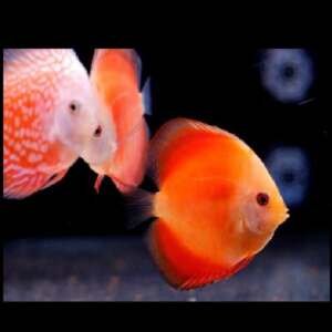 DISCUS RED MARLBORO 7 cm