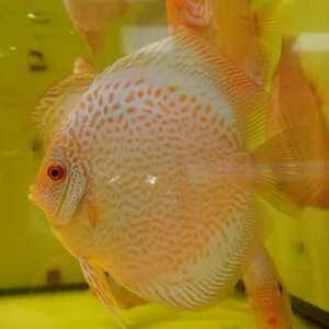 DISCUS BLUE SCORPION 7-8 cm