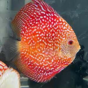 Discus Pigeon Snake 7-8cm