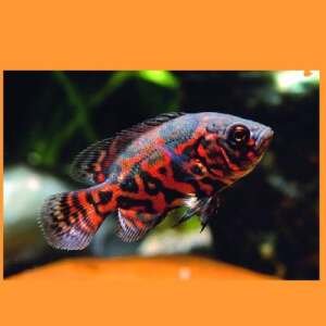 ASTRONOTUS OCELLATUS RED TIGER 10-12