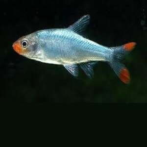 SAWBWA RESPLENDENS 2-2,5