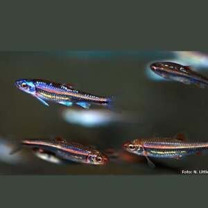 NOTROPIS CHROSOMUS 3 - 3,5