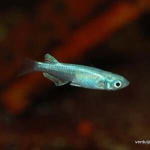 ORYZIAS LATIPES METALLIC 3-4