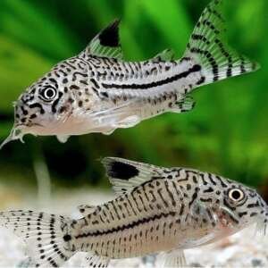 CORYDORAS JULII XL