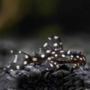 Hypancistrus Inspector L201 4-5,5