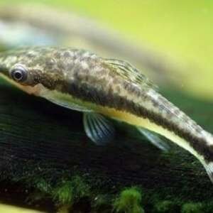 OTOCINCLUS/MACROTOCINCLUS AFFINIS 3,5-4