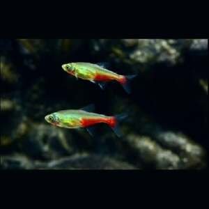 APHYOCHARAX RATHBUNI 2 - 2,5