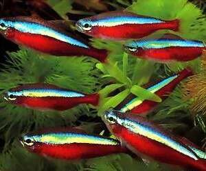 CHEIRODON (PARACHEIRODON) AXELRODI 1.5-1.9