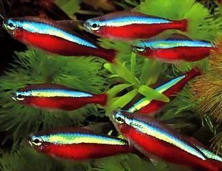 CHEIRODON (PARACHEIRODON) AXELRODI 2