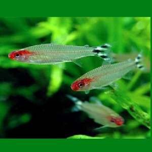 HEMIGRAMMUS BLEHERI 2 - 2,5