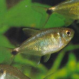 HEMIGRAMMUS OCELLIFER 2,5