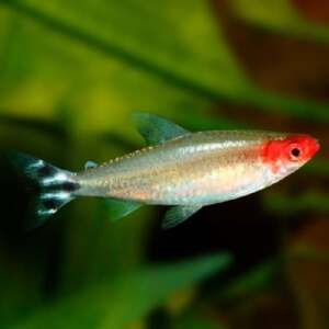 HEMIGRAMMUS RHODOSTOMUS 3