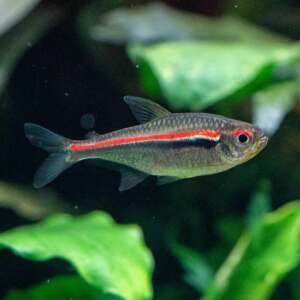 HYPHESSOBRYCON AMAPAENSIS 2