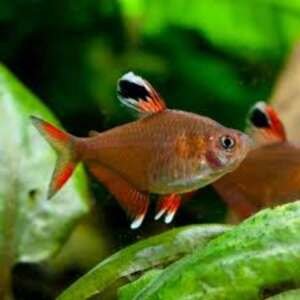 HYPHESSOBRYCON BENTOSI ORNATUS 2