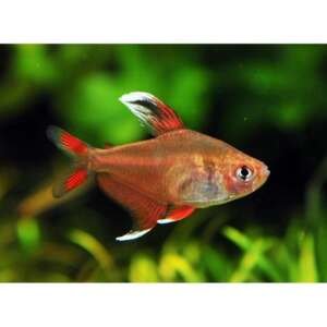 HYPHESSOBRYCON BENTOSI ROSACEUS WHITE-FIN 2,5 - 3