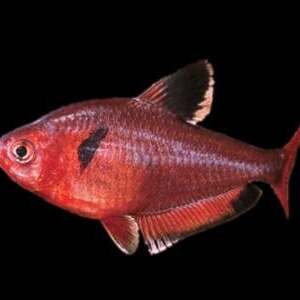 HYPHESSOBRYCON CALLISTUS/EQUES/SERPAE 2