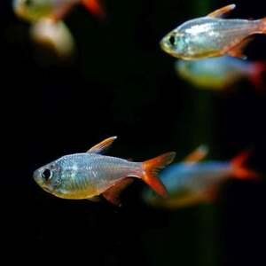 HYPHESSOBRYCON ECUADORIENSIS/COLUMBIANA 3,5-4