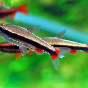 NANNOSTOMUS BECKFORDI 2