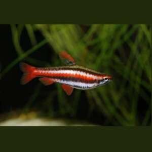 NANNOSTOMUS MARGINATUS 1,9 - 2,2