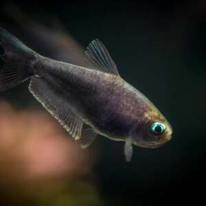 NEMATOBRYCON PALMERI BLACK 3