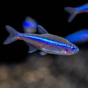 PARACHEIRODON SIMULANS 2