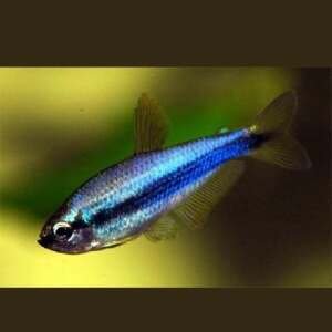 INPAICHTHYS KERRI SUPER BLUE 2,5 - 3