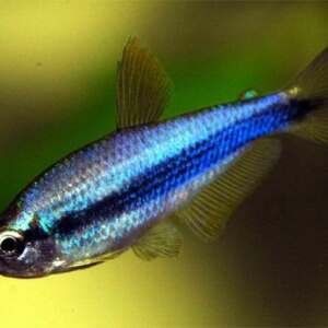INPAICHTHYS KERRI SUPER BLUE 3 - 4