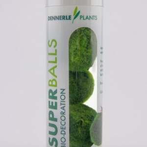 Superballs - Aegagropila linnaei, - easy Categ.