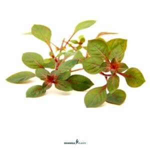 Ludwigia spec. 'Super Red' NEW -easy Categ. 