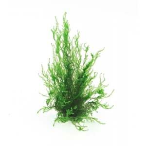 Taxiphyllum spec. 'Flame moss', portion