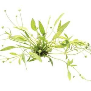 Helanthium tenellum parvulum - medium Categ.