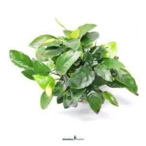 Anubias barteri nana Bigfoot - easy Categ.