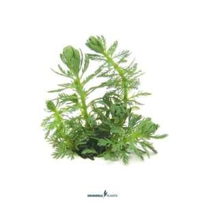 Myriophyllum spec. 'Guayana' VE 5 - easy Categ.