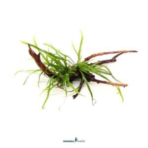 Microsorum Trident Spiderwood - easy Categ.